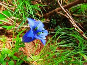 14 Gentiana acaulis (Genziana di Koch)